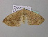  ( - BC ZSM Lep 37047)  @13 [ ] CreativeCommons - Attribution Non-Commercial Share-Alike (2010) Axel Hausmann/Bavarian State Collection of Zoology (ZSM) SNSB, Zoologische Staatssammlung Muenchen