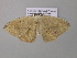  (Epigynopteryx tabithaAH01CaGh - BC ZSM Lep 37049)  @13 [ ] CreativeCommons - Attribution Non-Commercial Share-Alike (2010) Axel Hausmann/Bavarian State Collection of Zoology (ZSM) SNSB, Zoologische Staatssammlung Muenchen