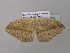  (Epigynopteryx tabithaAH02CaGh - BC ZSM Lep 37050)  @13 [ ] CreativeCommons - Attribution Non-Commercial Share-Alike (2010) Axel Hausmann/Bavarian State Collection of Zoology (ZSM) SNSB, Zoologische Staatssammlung Muenchen
