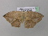  ( - BC ZSM Lep 37051)  @13 [ ] CreativeCommons - Attribution Non-Commercial Share-Alike (2010) Axel Hausmann/Bavarian State Collection of Zoology (ZSM) SNSB, Zoologische Staatssammlung Muenchen