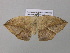  ( - BC ZSM Lep 37052)  @13 [ ] CreativeCommons - Attribution Non-Commercial Share-Alike (2010) Axel Hausmann/Bavarian State Collection of Zoology (ZSM) SNSB, Zoologische Staatssammlung Muenchen