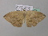  ( - BC ZSM Lep 37053)  @13 [ ] CreativeCommons - Attribution Non-Commercial Share-Alike (2010) Axel Hausmann/Bavarian State Collection of Zoology (ZSM) SNSB, Zoologische Staatssammlung Muenchen
