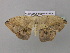  (Epigynopteryx tabithaAH03CaGh - BC ZSM Lep 37054)  @13 [ ] CreativeCommons - Attribution Non-Commercial Share-Alike (2010) Axel Hausmann/Bavarian State Collection of Zoology (ZSM) SNSB, Zoologische Staatssammlung Muenchen