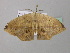  ( - BC ZSM Lep 37055)  @13 [ ] CreativeCommons - Attribution Non-Commercial Share-Alike (2010) Axel Hausmann/Bavarian State Collection of Zoology (ZSM) SNSB, Zoologische Staatssammlung Muenchen