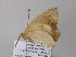  ( - BC ZSM Lep 37056)  @12 [ ] CreativeCommons - Attribution Non-Commercial Share-Alike (2010) Axel Hausmann/Bavarian State Collection of Zoology (ZSM) SNSB, Zoologische Staatssammlung Muenchen