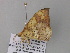  (Epigynopteryx tabithaAH04CaGh - BC ZSM Lep 37057)  @12 [ ] CreativeCommons - Attribution Non-Commercial Share-Alike (2010) Axel Hausmann/Bavarian State Collection of Zoology (ZSM) SNSB, Zoologische Staatssammlung Muenchen