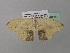  ( - BC ZSM Lep 37058)  @13 [ ] CreativeCommons - Attribution Non-Commercial Share-Alike (2010) Axel Hausmann/Bavarian State Collection of Zoology (ZSM) SNSB, Zoologische Staatssammlung Muenchen
