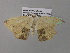  ( - BC ZSM Lep 37059)  @13 [ ] CreativeCommons - Attribution Non-Commercial Share-Alike (2010) Axel Hausmann/Bavarian State Collection of Zoology (ZSM) SNSB, Zoologische Staatssammlung Muenchen
