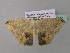  ( - BC ZSM Lep 37060)  @13 [ ] CreativeCommons - Attribution Non-Commercial Share-Alike (2010) Axel Hausmann/Bavarian State Collection of Zoology (ZSM) SNSB, Zoologische Staatssammlung Muenchen