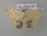  ( - BC ZSM Lep 37061)  @13 [ ] CreativeCommons - Attribution Non-Commercial Share-Alike (2010) Axel Hausmann/Bavarian State Collection of Zoology (ZSM) SNSB, Zoologische Staatssammlung Muenchen