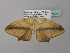  (Epigynopteryx AH05CaGh - BC ZSM Lep 37062)  @13 [ ] CreativeCommons - Attribution Non-Commercial Share-Alike (2010) Axel Hausmann/Bavarian State Collection of Zoology (ZSM) SNSB, Zoologische Staatssammlung Muenchen