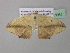  ( - BC ZSM Lep 37064)  @12 [ ] CreativeCommons - Attribution Non-Commercial Share-Alike (2010) Axel Hausmann/Bavarian State Collection of Zoology (ZSM) SNSB, Zoologische Staatssammlung Muenchen
