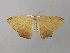  ( - BC ZSM Lep 37068)  @13 [ ] CreativeCommons - Attribution Non-Commercial Share-Alike (2010) Axel Hausmann/Bavarian State Collection of Zoology (ZSM) SNSB, Zoologische Staatssammlung Muenchen