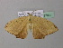  ( - BC ZSM Lep 37069)  @13 [ ] CreativeCommons - Attribution Non-Commercial Share-Alike (2010) Axel Hausmann/Bavarian State Collection of Zoology (ZSM) SNSB, Zoologische Staatssammlung Muenchen