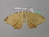  ( - BC ZSM Lep 37070)  @13 [ ] CreativeCommons - Attribution Non-Commercial Share-Alike (2010) Axel Hausmann/Bavarian State Collection of Zoology (ZSM) SNSB, Zoologische Staatssammlung Muenchen