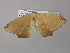  ( - BC ZSM Lep 37071)  @13 [ ] CreativeCommons - Attribution Non-Commercial Share-Alike (2010) Axel Hausmann/Bavarian State Collection of Zoology (ZSM) SNSB, Zoologische Staatssammlung Muenchen