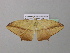  ( - BC ZSM Lep 37073)  @13 [ ] CreativeCommons - Attribution Non-Commercial Share-Alike (2010) Axel Hausmann/Bavarian State Collection of Zoology (ZSM) SNSB, Zoologische Staatssammlung Muenchen