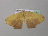  ( - BC ZSM Lep 37074)  @13 [ ] CreativeCommons - Attribution Non-Commercial Share-Alike (2010) Axel Hausmann/Bavarian State Collection of Zoology (ZSM) SNSB, Zoologische Staatssammlung Muenchen