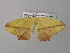  ( - BC ZSM Lep 37075)  @13 [ ] CreativeCommons - Attribution Non-Commercial Share-Alike (2010) Axel Hausmann/Bavarian State Collection of Zoology (ZSM) SNSB, Zoologische Staatssammlung Muenchen
