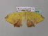  ( - BC ZSM Lep 37076)  @13 [ ] CreativeCommons - Attribution Non-Commercial Share-Alike (2010) Axel Hausmann/Bavarian State Collection of Zoology (ZSM) SNSB, Zoologische Staatssammlung Muenchen