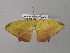  ( - BC ZSM Lep 37078)  @13 [ ] CreativeCommons - Attribution Non-Commercial Share-Alike (2010) Axel Hausmann/Bavarian State Collection of Zoology (ZSM) SNSB, Zoologische Staatssammlung Muenchen