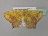  (Epigynopteryx commixtaAH01CaGh - BC ZSM Lep 37085)  @13 [ ] CreativeCommons - Attribution Non-Commercial Share-Alike (2010) Axel Hausmann/Bavarian State Collection of Zoology (ZSM) SNSB, Zoologische Staatssammlung Muenchen
