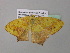  ( - BC ZSM Lep 37086)  @13 [ ] CreativeCommons - Attribution Non-Commercial Share-Alike (2010) Axel Hausmann/Bavarian State Collection of Zoology (ZSM) SNSB, Zoologische Staatssammlung Muenchen
