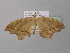 (Xanthisthisa AH01Gh - BC ZSM Lep 37088)  @13 [ ] CreativeCommons - Attribution Non-Commercial Share-Alike (2010) Axel Hausmann/Bavarian State Collection of Zoology (ZSM) SNSB, Zoologische Staatssammlung Muenchen