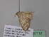  ( - BC ZSM Lep 37112)  @12 [ ] CreativeCommons - Attribution Non-Commercial Share-Alike (2010) Axel Hausmann/Bavarian State Collection of Zoology (ZSM) SNSB, Zoologische Staatssammlung Muenchen