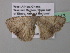  ( - BC ZSM Lep 37113)  @12 [ ] CreativeCommons - Attribution Non-Commercial Share-Alike (2010) Axel Hausmann/Bavarian State Collection of Zoology (ZSM) SNSB, Zoologische Staatssammlung Muenchen