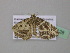  (Nopia AH01Ca - BC ZSM Lep 37128)  @13 [ ] CreativeCommons - Attribution Non-Commercial Share-Alike (2010) Axel Hausmann/Bavarian State Collection of Zoology (ZSM) SNSB, Zoologische Staatssammlung Muenchen
