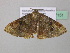  ( - BC ZSM Lep 37151)  @13 [ ] CreativeCommons - Attribution Non-Commercial Share-Alike (2010) Axel Hausmann/Bavarian State Collection of Zoology (ZSM) SNSB, Zoologische Staatssammlung Muenchen