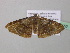  ( - BC ZSM Lep 37152)  @13 [ ] CreativeCommons - Attribution Non-Commercial Share-Alike (2010) Axel Hausmann/Bavarian State Collection of Zoology (ZSM) SNSB, Zoologische Staatssammlung Muenchen