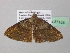  ( - BC ZSM Lep 37153)  @13 [ ] CreativeCommons - Attribution Non-Commercial Share-Alike (2010) Axel Hausmann/Bavarian State Collection of Zoology (ZSM) SNSB, Zoologische Staatssammlung Muenchen