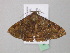  ( - BC ZSM Lep 37154)  @12 [ ] CreativeCommons - Attribution Non-Commercial Share-Alike (2010) Axel Hausmann/Bavarian State Collection of Zoology (ZSM) SNSB, Zoologische Staatssammlung Muenchen