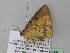  ( - BC ZSM Lep 37155)  @12 [ ] CreativeCommons - Attribution Non-Commercial Share-Alike (2010) Axel Hausmann/Bavarian State Collection of Zoology (ZSM) SNSB, Zoologische Staatssammlung Muenchen