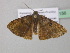  ( - BC ZSM Lep 37156)  @12 [ ] CreativeCommons - Attribution Non-Commercial Share-Alike (2010) Axel Hausmann/Bavarian State Collection of Zoology (ZSM) SNSB, Zoologische Staatssammlung Muenchen
