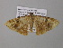  (Metallospora catoriAH05Ca - BC ZSM Lep 37163)  @14 [ ] CreativeCommons - Attribution Non-Commercial Share-Alike (2010) Axel Hausmann/Bavarian State Collection of Zoology (ZSM) SNSB, Zoologische Staatssammlung Muenchen