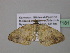  ( - BC ZSM Lep 37181)  @12 [ ] CreativeCommons - Attribution Non-Commercial Share-Alike (2010) Axel Hausmann/Bavarian State Collection of Zoology (ZSM) SNSB, Zoologische Staatssammlung Muenchen