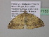  (Platypepla AH03Ca - BC ZSM Lep 37183)  @12 [ ] CreativeCommons - Attribution Non-Commercial Share-Alike (2010) Axel Hausmann/Bavarian State Collection of Zoology (ZSM) SNSB, Zoologische Staatssammlung Muenchen