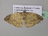  (Platypepla AH04Ca - BC ZSM Lep 37185)  @12 [ ] CreativeCommons - Attribution Non-Commercial Share-Alike (2010) Axel Hausmann/Bavarian State Collection of Zoology (ZSM) SNSB, Zoologische Staatssammlung Muenchen