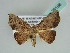  (Corgatha AH02Md - BC ZSM Lep 39198)  @13 [ ] CreativeCommons - Attribution Non-Commercial Share-Alike (2010) Axel Hausmann/Bavarian State Collection of Zoology (ZSM) SNSB, Zoologische Staatssammlung Muenchen