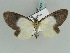 ( - BC ZSM Lep 39205)  @13 [ ] CreativeCommons - Attribution Non-Commercial Share-Alike (2010) Axel Hausmann/Bavarian State Collection of Zoology (ZSM) SNSB, Zoologische Staatssammlung Muenchen