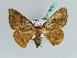  (Metallospora catori - BC ZSM Lep 39208)  @14 [ ] CreativeCommons - Attribution Non-Commercial Share-Alike (2010) Axel Hausmann/Bavarian State Collection of Zoology (ZSM) SNSB, Zoologische Staatssammlung Muenchen