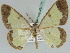  (Zamarada AH01Ke - BC ZSM Lep 39216)  @13 [ ] CreativeCommons - Attribution Non-Commercial Share-Alike (2010) Axel Hausmann/Bavarian State Collection of Zoology (ZSM) SNSB, Zoologische Staatssammlung Muenchen