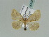  (Acanthovalva AH01Ke - BC ZSM Lep 39221)  @14 [ ] CreativeCommons - Attribution Non-Commercial Share-Alike (2010) Axel Hausmann/Bavarian State Collection of Zoology (ZSM) SNSB, Zoologische Staatssammlung Muenchen