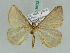  (Zamarada AH03Ke - BC ZSM Lep 39222)  @11 [ ] CreativeCommons - Attribution Non-Commercial Share-Alike (2010) Axel Hausmann/Bavarian State Collection of Zoology (ZSM) SNSB, Zoologische Staatssammlung Muenchen