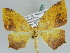  (Epigynopteryx AH02Ke - BC ZSM Lep 39224)  @13 [ ] CreativeCommons - Attribution Non-Commercial Share-Alike (2010) Axel Hausmann/Bavarian State Collection of Zoology (ZSM) SNSB, Zoologische Staatssammlung Muenchen
