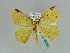  (Epigynopteryx AH03Ke - BC ZSM Lep 39225)  @13 [ ] CreativeCommons - Attribution Non-Commercial Share-Alike (2010) Axel Hausmann/Bavarian State Collection of Zoology (ZSM) SNSB, Zoologische Staatssammlung Muenchen