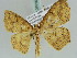  (Epigynopteryx AH04Ke - BC ZSM Lep 39226)  @11 [ ] CreativeCommons - Attribution Non-Commercial Share-Alike (2010) Axel Hausmann/Bavarian State Collection of Zoology (ZSM) SNSB, Zoologische Staatssammlung Muenchen